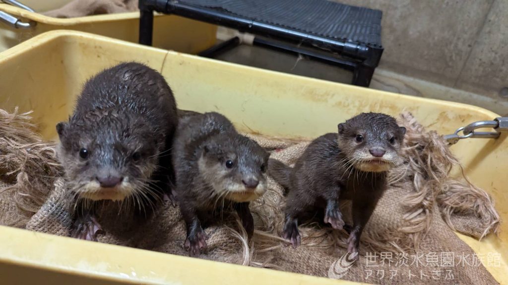 コツメカワウソの見分け方、教えちゃいます！